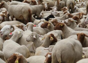 Pressure on red meat supply - will Eid al-Adha be celebrated in 2025