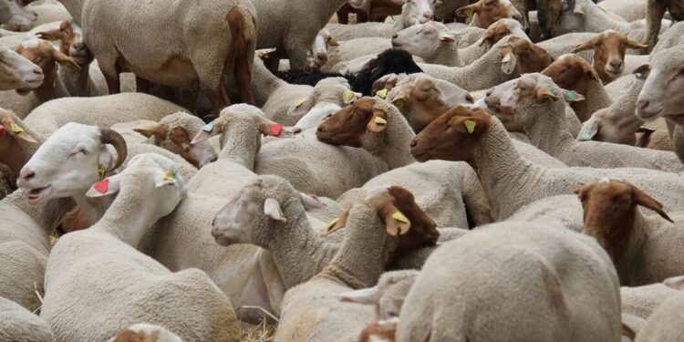 Pressure on red meat supply - will Eid al-Adha be celebrated in 2025